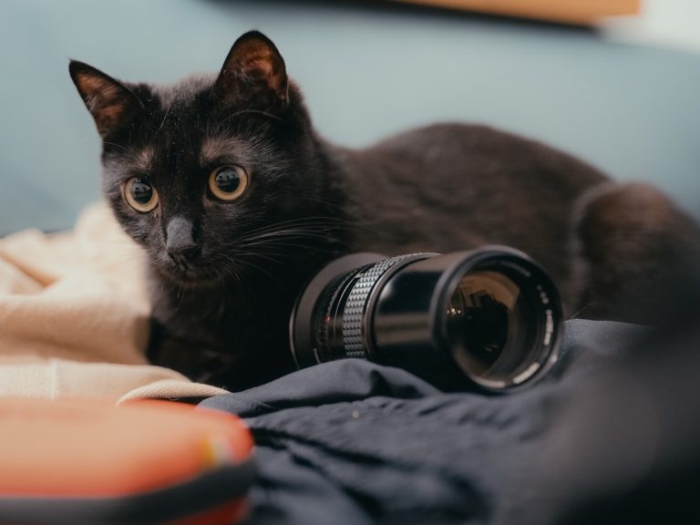 Budget Friendly Photography Equipment: Capturing Moments Without Breaking the Bank